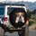 Bulldog Portrait Brown White Patchy Coat - Pet Lover Gift for Dog Owners Spare Tire Cover - 3