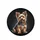 Fluffy Yorkshire Terrier Sitting Portrait - Dog Lover Gift Spare Tire Cover - 4