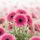 Realistic Pink Gerbera Daisy Field - Home Decor Gift for Flower Garden Lover Spare Tire Cover - 6