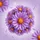 Glistening Purple Aster Flowers Water Droplets - Home Decor Gift for Garden Lovers Spare Tire Cover - 6