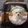 White Maltese Puppy Pink Blanket - Home Decor Gift for Dog Lovers Spare Tire Cover - 5