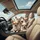 Chihuahua Dogs Vehicle Interior - Car Lover Gift Spare Tire Cover - 6