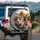 Corgi Dogs Beanies Sunglasses Autumn Landscape - Adventure Journey Gift Spare Tire Cover - 3