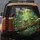 Expressive Tree Frogs Blue Butterflies Tropical Rainforest - Wildlife Lover Gift Spare Tire Cover - 5