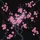 Pink Cherry Blossom Branches - Automotive Decor Gift for Nature Lover Spare Tire Cover - 6