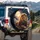 Majestic Lion Golden Mane Full Moon Galaxy Night Sky - Wildlife Lover Gift Spare Tire Cover - 3