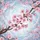Cherry Blossoms Sakura Falling Petals - Outdoor Style Nature Lover Gift Spare Tire Cover - 6