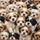 Fluffy Shih Tzu Puppy Pile - Dog Lover Gift for Pet Parents Spare Tire Cover - 6