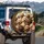 Goldendoodle Labradoodle Dogs Vehicle Interior Suburban Street - Dog Lover Gift Spare Tire Cover - 3