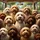 Goldendoodle Labradoodle Dogs Vehicle Interior Suburban Street - Dog Lover Gift Spare Tire Cover - 6