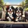 Bernese Mountain Dogs Driving Road Trip - Travel Essentials Gift for Dog Owners Spare Tire Cover - 6