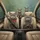 British Shorthair Cats Bandana Glasses Steering Wheel - Cat Lover Gift Spare Tire Cover - 6