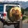 Lions Red Sunglasses Savanna Foliage - Adventure Lover Gift Spare Tire Cover - 3