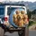 Smiling Golden Retriever Dog Group - Sunny Road Trip Adventure Gift for Dog Lovers Spare Tire Cover - 3