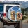 Golden Retrievers Pink Tongue Squinting Blue Sky Cumulus Clouds - Dog Lover Gift Spare Tire Cover - 3