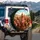 Wide-Eyed Chickens Natural Landscape - Farmhouse Decor Gift for Chicken Lover Spare Tire Cover - 3