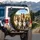Happy Shetland Sheepdogs Outdoor Meadow Landscape - Dog Lover Gift Spare Tire Cover - 3