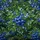 Ripe Blueberry Fruit Blossom Green Foliage - Everyday Home Decor Gift for Garden Lover Spare Tire Cover - 6