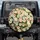 Countless Small Daisies Floral Field Pastel - Everyday Home Decor Gift for Garden Lover Spare Tire Cover - 1