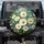 White Daisies Blue Forget-Me-Nots Garden - Home Decor Gift for Garden Lover Spare Tire Cover - 1
