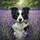 Black White Border Collie Dog Holding Lavender Flowers Field Trees - Dog Lover Gift Spare Tire Cover - 6