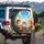 Fluffy Expressive Cats Blue Sky Clouds - Outdoor Lover Gift for Cat Lovers Spare Tire Cover - 3