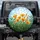 California Poppies Green Foliage Buds Sunny Sky - Garden Lover Gift Spare Tire Cover - 1
