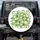 Playful Posing Frogs with Rosy Cheeks and Lily Pads - Garden Lover Gift for Frog Lover Spare Tire Cover - 1
