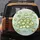 Cartoon Frogs Lily Pad Pond - Wildlife Lover Gift for Frog Lover Spare Tire Cover - 5