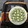 Stacked Various Sizes Cartoon Frogs Lily Pads - Outdoor Decor Gift for Amphibian Lover Spare Tire Cover - 5