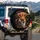 Highland Cow Caramel Bucket Farmhouse Home Decor Gift for Cow Lover Spare Tire Cover - 3