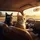 Golden Hour Driving Cats Sunglasses Car Highway - Road Trip Adventure Lover Gift Spare Tire Cover - 6