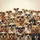 Diverse Dog Breeds in Stylish Sunglasses - Outdoor Adventure Dog Lover Gift Spare Tire Cover - 6