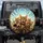 Adventurous Bengal Cats Excitement Journey - Road Trip Essential Cat Lover Gift Spare Tire Cover - 1