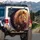 Proud Majestic Lion Profile Amber Eyes Vibrant Autumn Botanicals - Wildlife Lover Gift Spare Tire Cover - 3