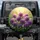 Dense Globular Purple Allium White Blossom Floral Garden - Garden Lover Gift Spare Tire Cover - 1