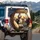 Chihuahua Dog Road Trip Car Golden Field - Dog Lover Travel Essentials Gift Spare Tire Cover - 3