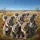 Koalas Eucalyptus Australian Hills - Wildlife Lover Gift for Koala Lovers Spare Tire Cover - 6