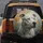 American Pitbull Terrier Dog Heterochromia Eyes - Dog Lover Gift Spare Tire Cover - 5