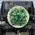 Four-Leaf Clover Ladybug Lush Greenery - Garden Decor Gift Spare Tire Cover - 1