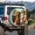 Curious Poodle Dogs Road Trip - Travel Essentials for Dog Lover Spare Tire Cover - 3
