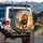 Lion Roaring Golden Mane Mountain Craggy Boulders Sun-Drenched Plain - Wildlife Lover Gift Spare Tire Cover - 3