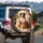 Four Domestic Pets Cat Dog Golden Retriever Bernese - Animal Lover Home Decor Gift Spare Tire Cover - 3