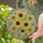 Sunflower Eucalyptus Leaves - Home Decor Gift for Garden Lover Stained Glass Suncatcher - 2
