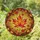 Autumn Maple Leaf Mosaic - Nature Lover Home Decor Gift Stained Glass Suncatcher - 1