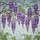 Lush Purple Wisteria Blossoms Stained Glass Floral - Home Decor Gift for Garden Lover Stained Glass Suncatcher - 5
