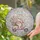 Fluffy Cat Pink Cap Scooter Roses Floral Clouds Home Decor Gift Stained Glass Suncatcher - 2
