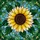 Stained Glass Sunflower Leaf Vine Mosaic Floral - Home Decor Gift for Garden Lover Stained Glass Suncatcher - 5