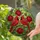 duiyfppz/products/6a22393a71e4ebfc554f6e43/gallery/O4QSRlQkYJ