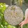 Intertwined Dancing Cherubs Ribbon Torch Radiant Starbursts - Home Decor Gift Stained Glass Suncatcher - 2
